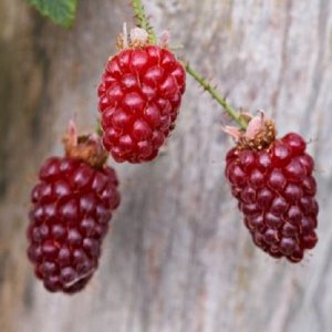 Malinočernica (Rubus fruticosus) ´BUCKINGHAM TAYBERRY´ - stredne skorá 200-230 cm; kont. 9.5L